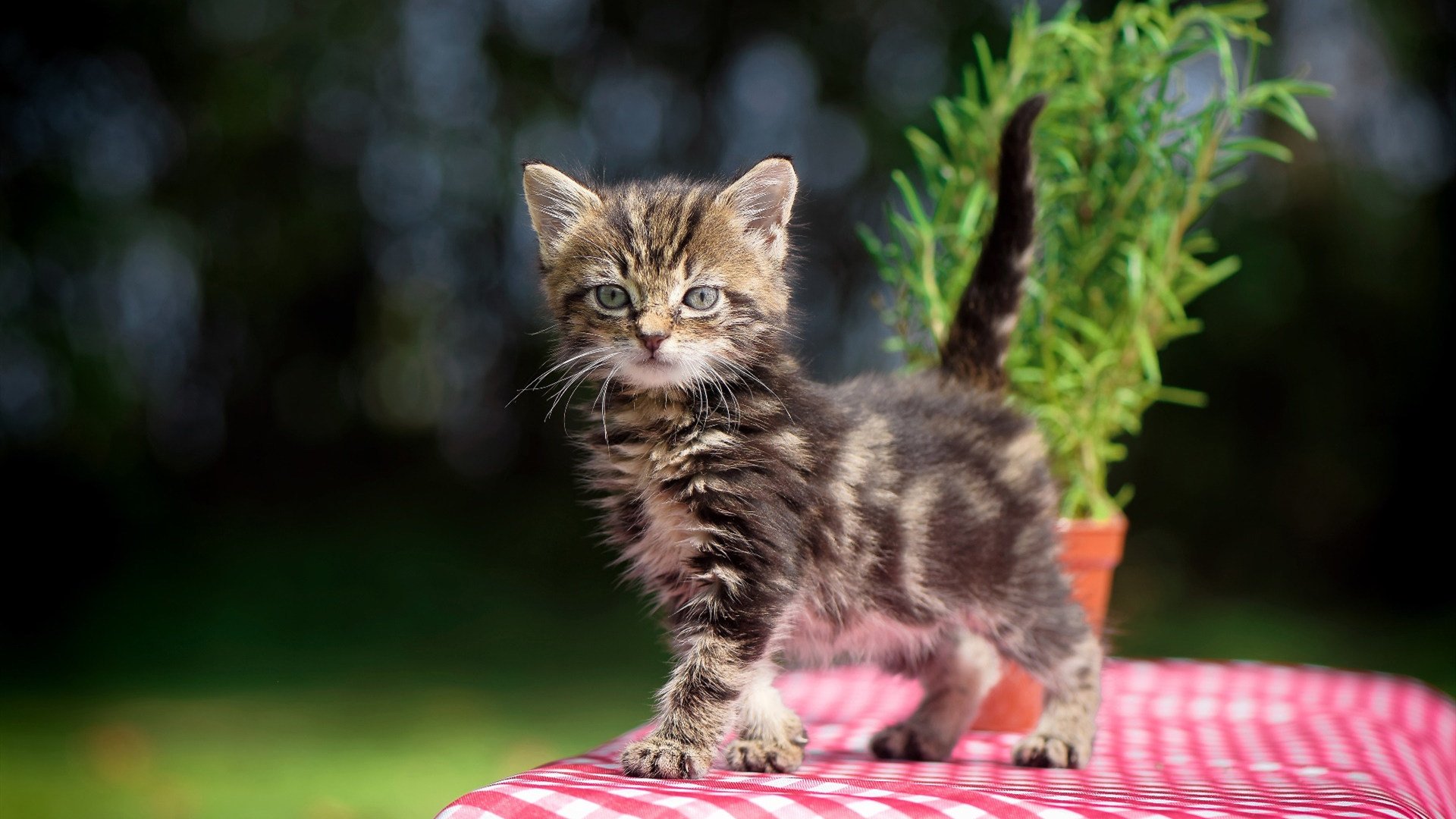 APEX英雄 战队核心选手状态火爆，apex战队排行 2020