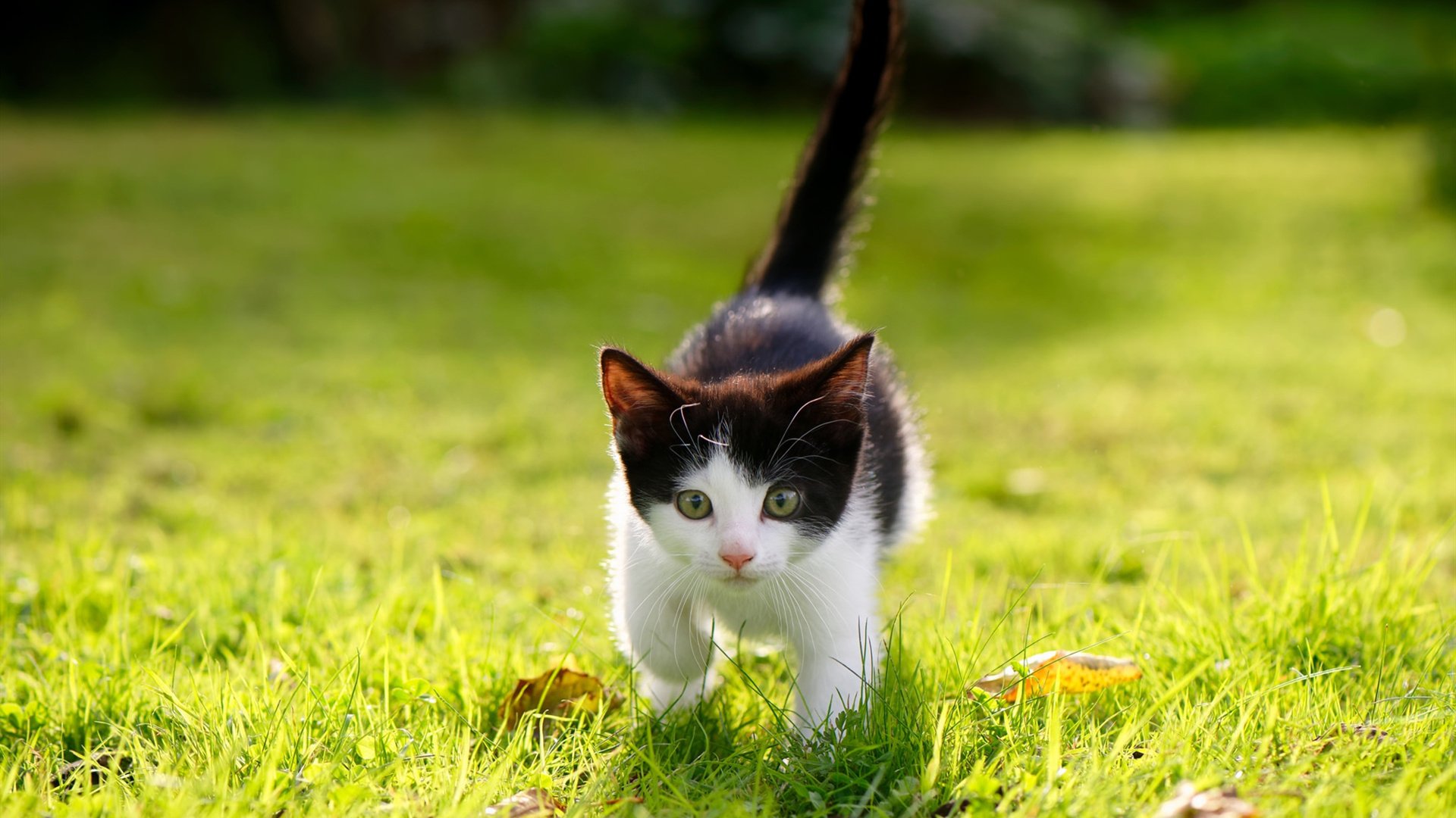 爱游戏登录入口-WRC冬季赛：冰雪赛道中的极速比拼，冰雪赛车比赛视频