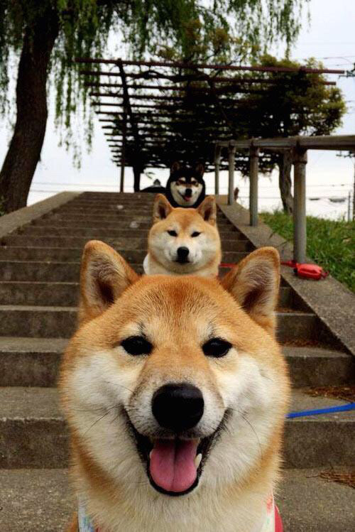 爱游戏电竞-_森林狼保持冲击季后赛的良好势头_，森林狼下赛季