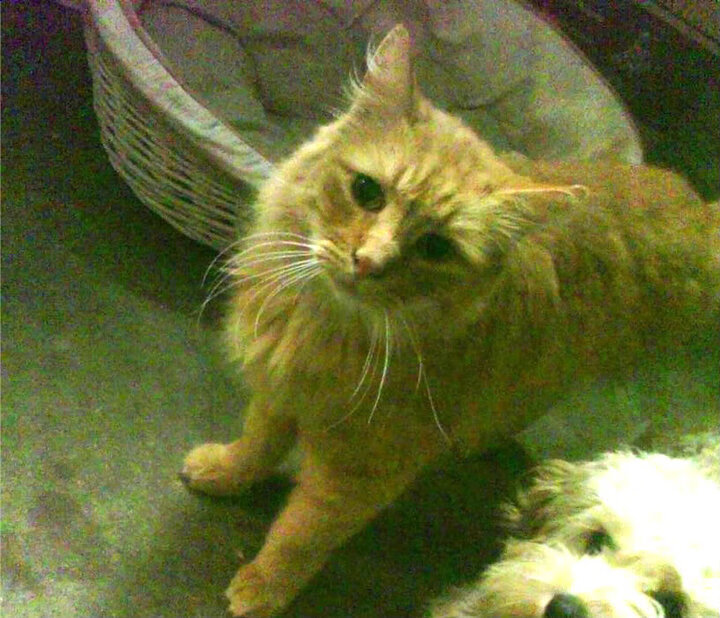 爱游戏app下载-全国足球青训项目推动基层足球发展，中国足球青训改革