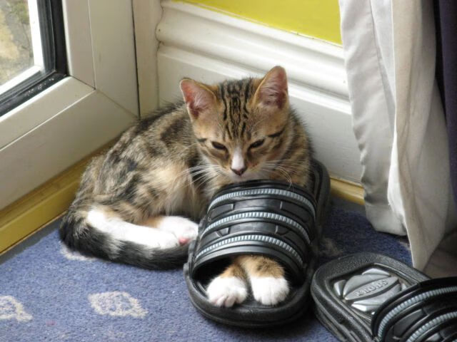 尤文图斯连续获胜，重返争冠行列，尤文图斯!