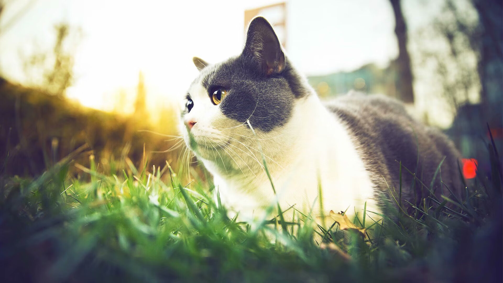 爱游戏在线登录入口-费耶诺德在与阿尔克马尔的比赛中3-2获胜，展现强劲实力。，费耶诺德首发