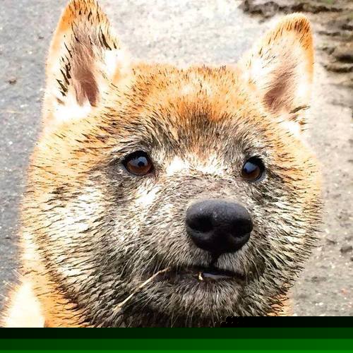 爱游戏娱乐平台-世界杯预选赛中国队主场迎战叙利亚，世界杯预选赛中国队对叙利亚结果