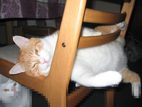 奇才球队新援快速适应比赛节奏，奇才队引援