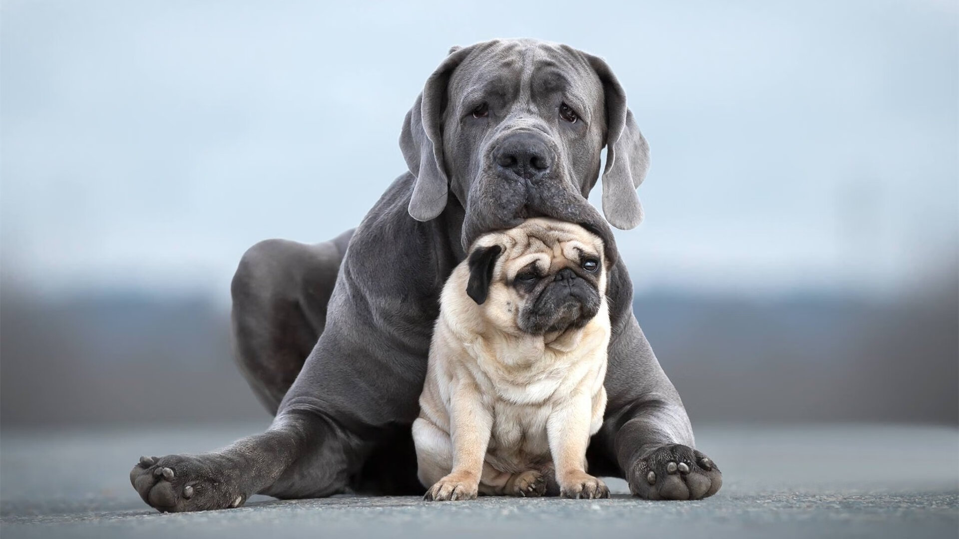 山东泰山主场战胜强敌，山东泰山队重大调整