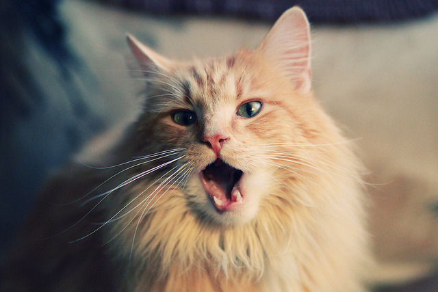 爱游戏娱乐平台-本菲卡、波尔图、葡萄牙体育赛季表现对比，葡萄牙体育vs本菲卡