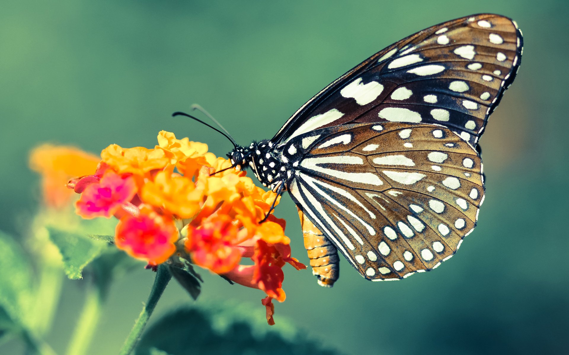 欧洲强队亮相，表现出色令人称赞，欧洲联赛强队