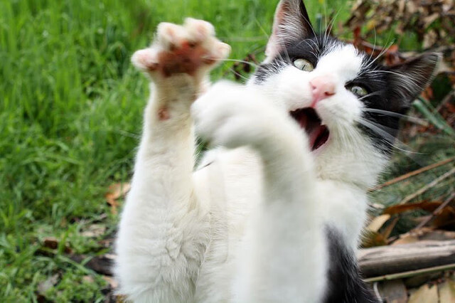 爱游戏在线登录入口-河北队力保不败，赛场上表现耀眼夺冠！，河北队是哪个队