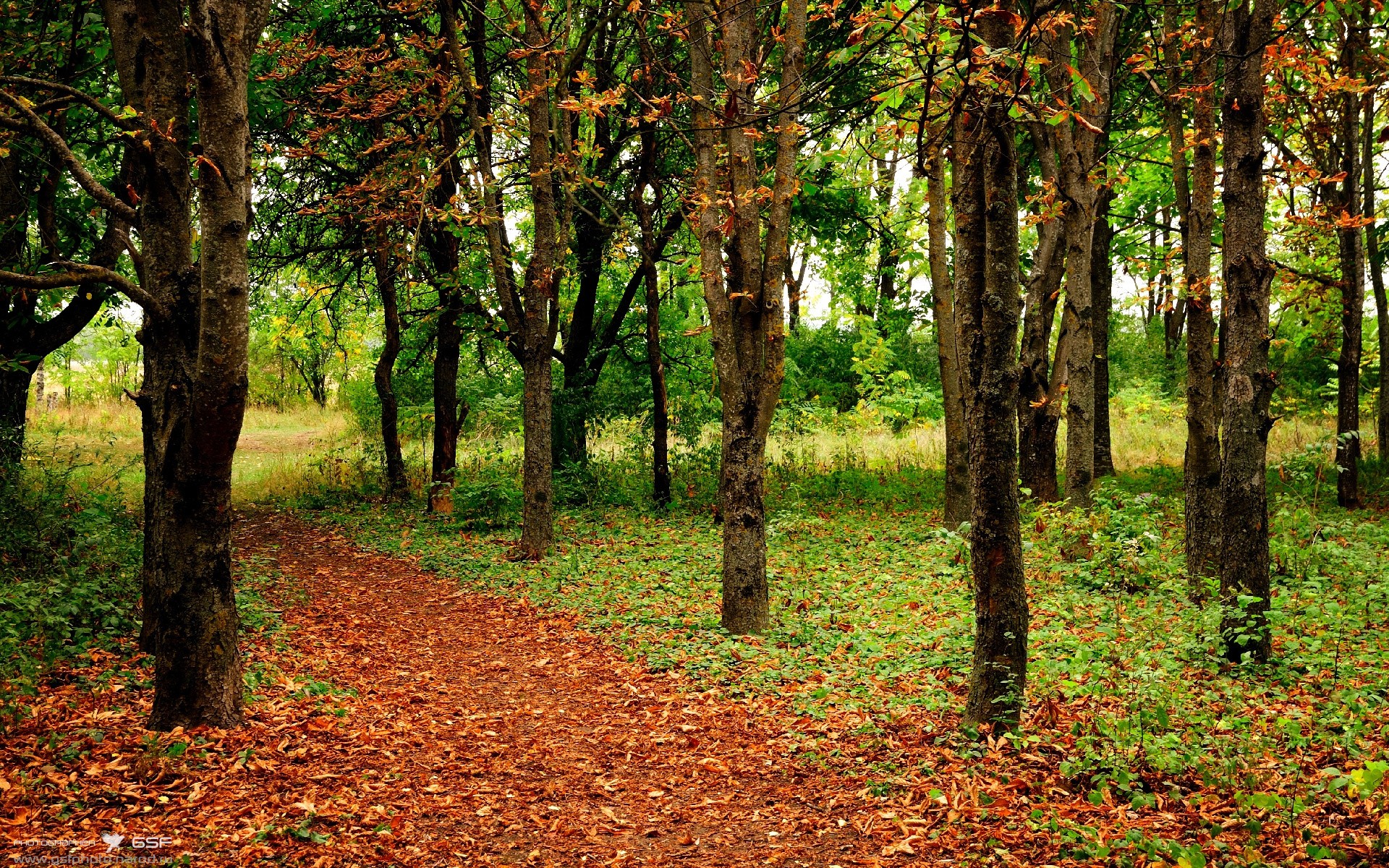 法甲球队备战全力，冠军希望渺茫，法甲名单