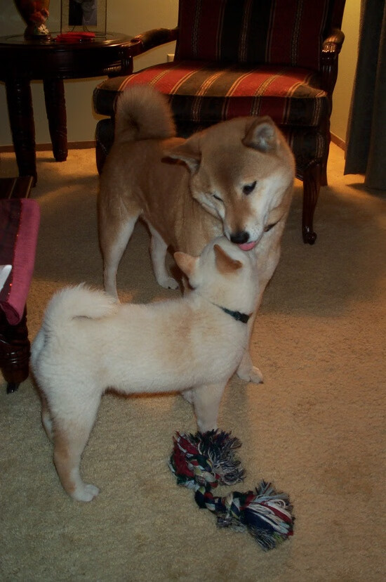 焦点战役!荷兰女队与波兰女队交锋,胜负难料,荷兰对波兰女排