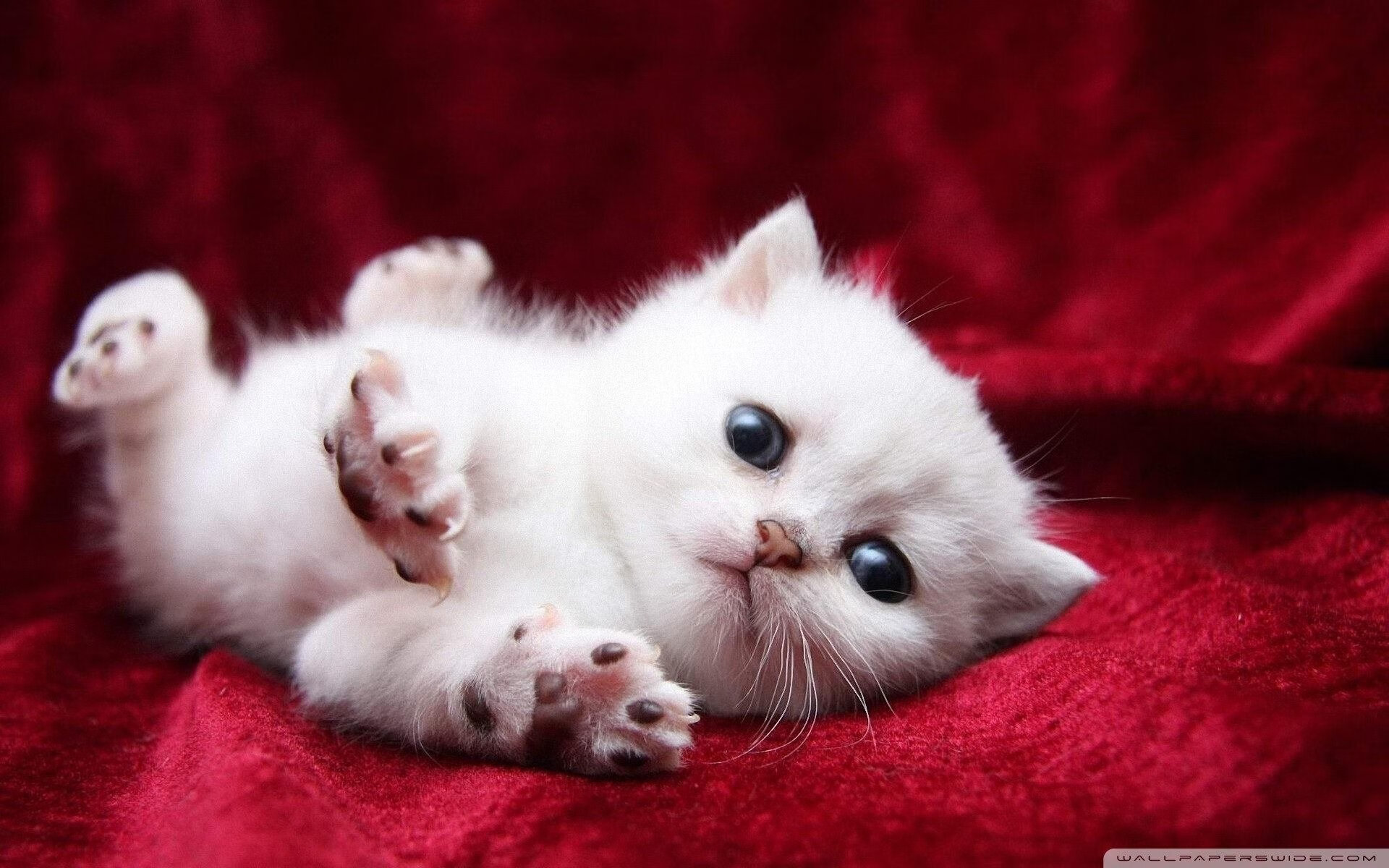 爱游戏综合娱乐-瑞士队在国际比赛中势不可挡，寻找下一个对手，瑞士队虽败犹荣