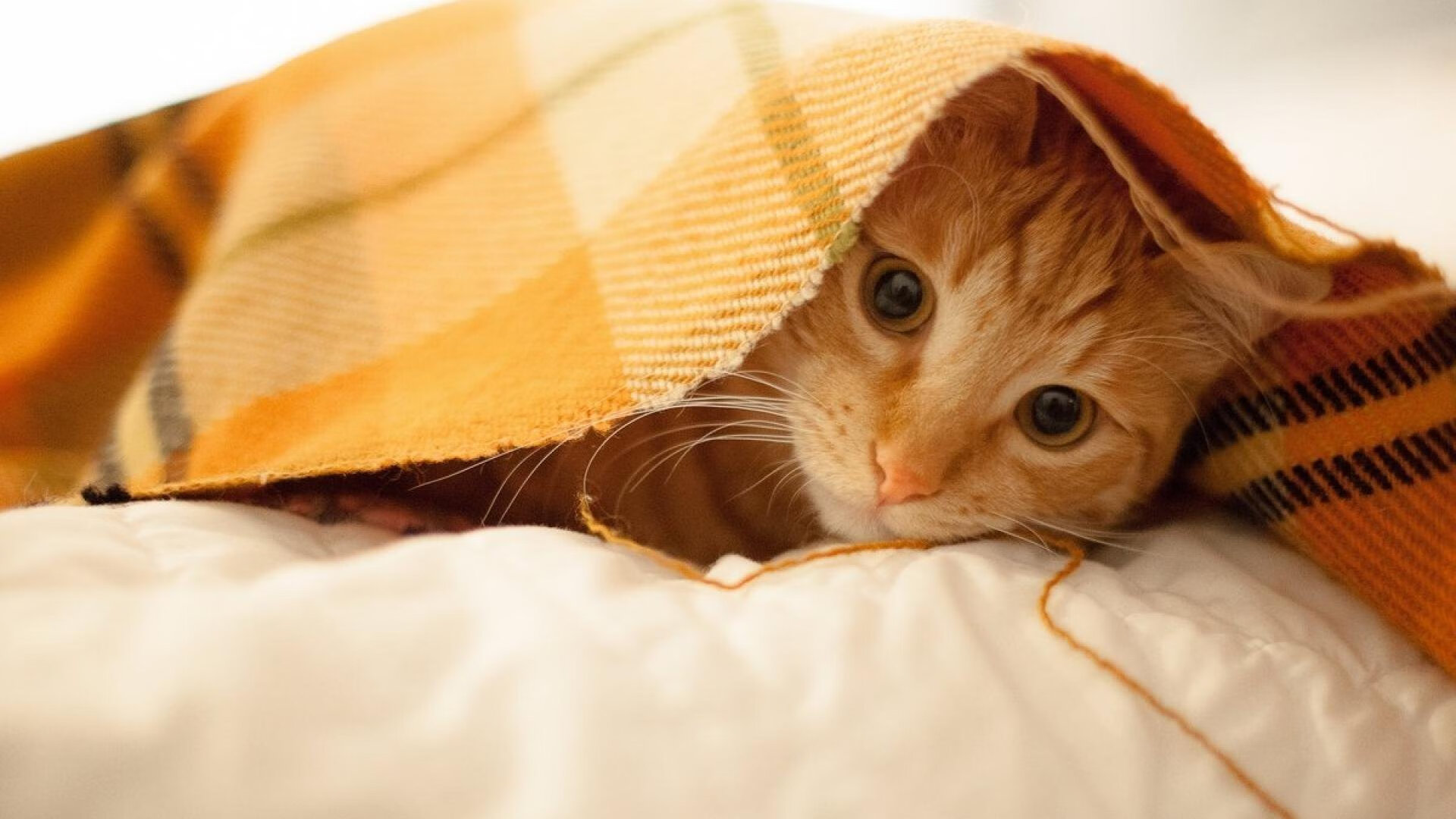 国足球队赛程安排影响，国足比赛状况