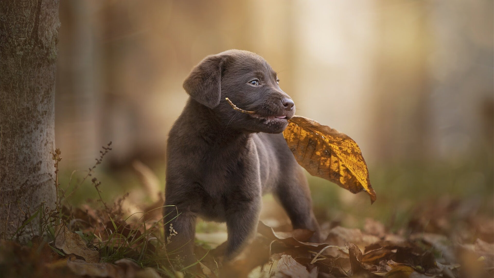 AYX SPORTS-国际乒联混合团体世界杯：新加坡队的技术与战术亮点，乒乓 新加坡