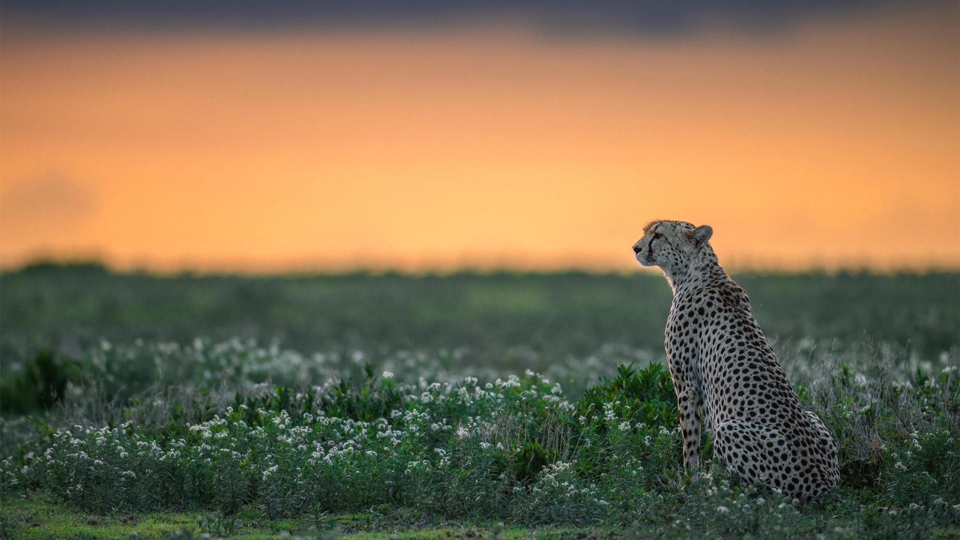 -仰泳冲刺韩国选手状态稳定，仰泳 2017