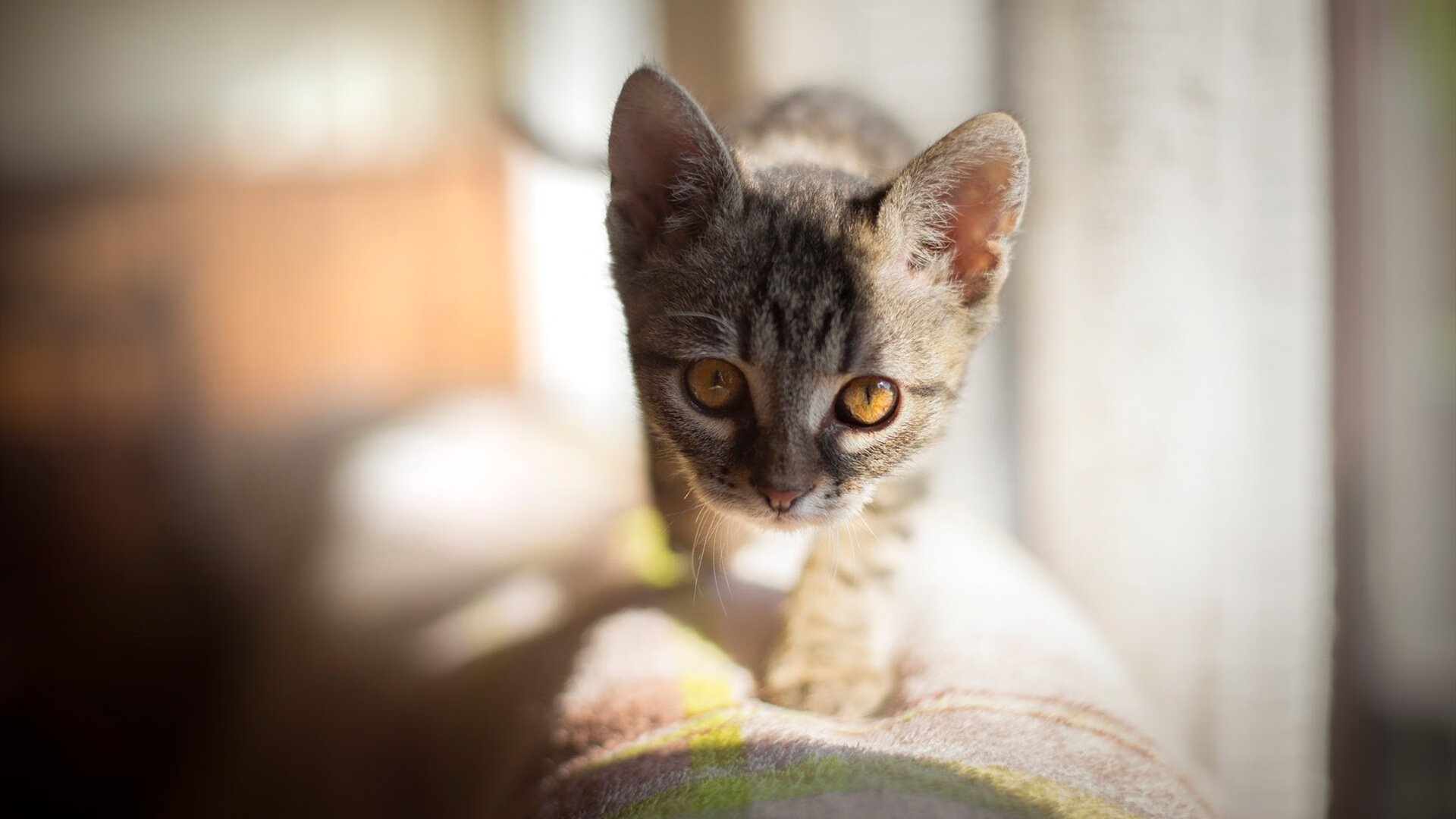 AYX体育-体育新闻中心更新冬奥备战营项目训练路径数据，冬奥运动员 备战