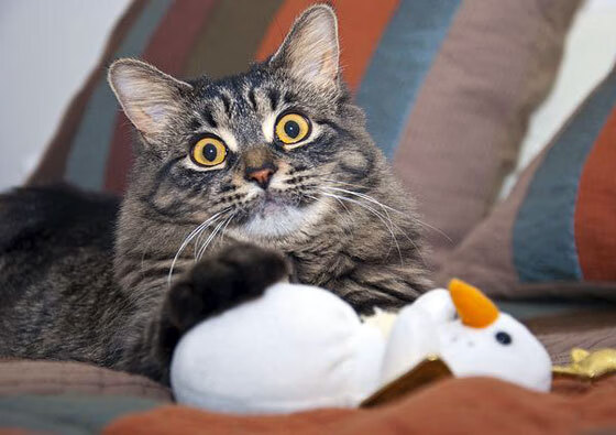 爱游戏-哈伦决赛状态火热不容忽视，哈伦是哪个国家的