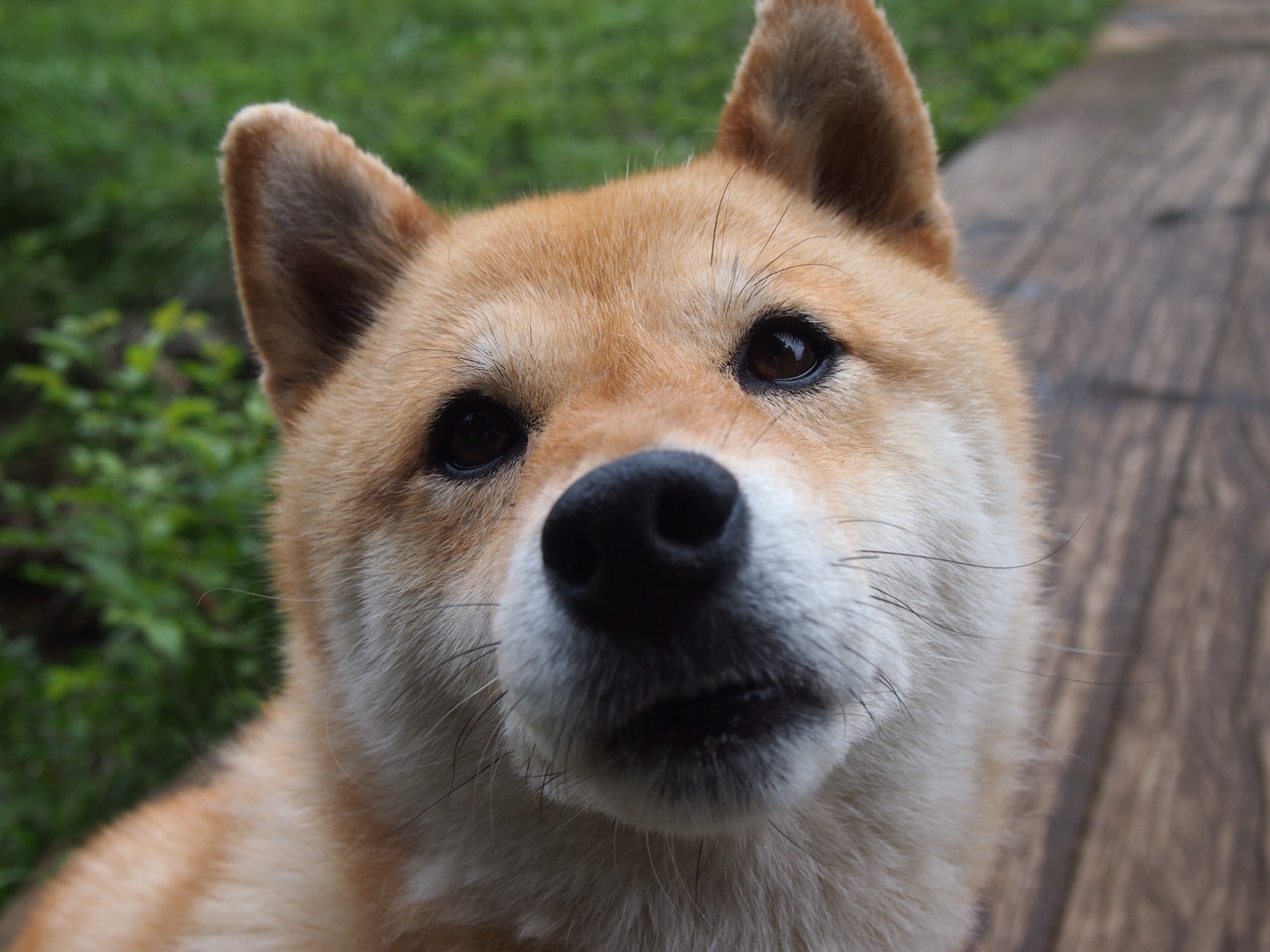 比利时男篮在欧洲预赛中拼搏到底,冲击奥运舞台,比利时男篮什么水平