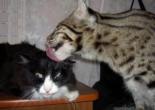 AYX SPORTS-欧洲杯战术大师：变阵变化决胜千里外，欧洲杯战士